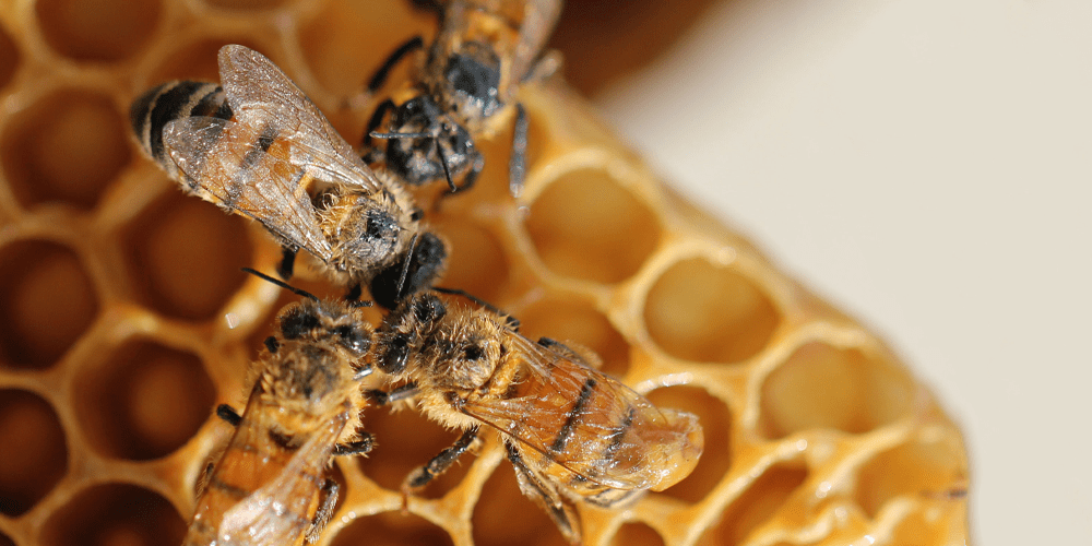 فرایند تولید عسل – معرفی 8 نوع عسل