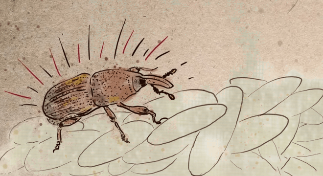 آیا شپشک برنج مضر است؟ – 8 نوع از این حشرات را بشناسیم!