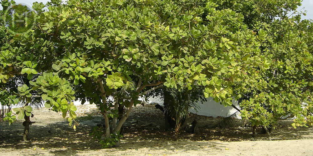 درختان بادام هندی
