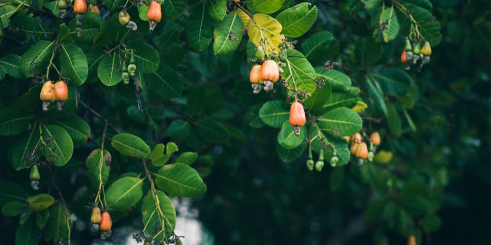 درخت بادام هندی – نحوه کاشت و برداشت نهال بادام هندی