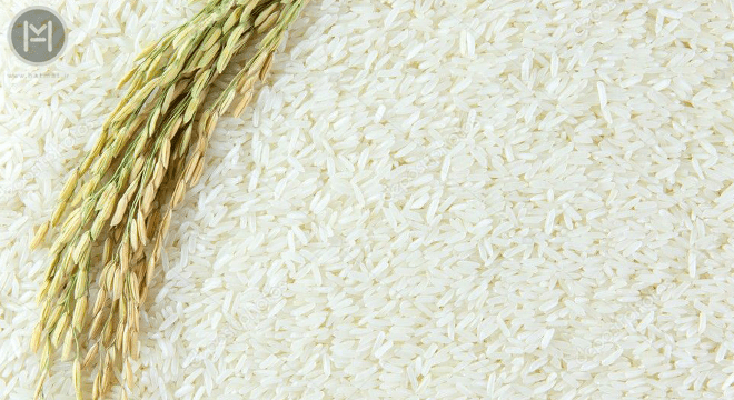برداشت برنج
